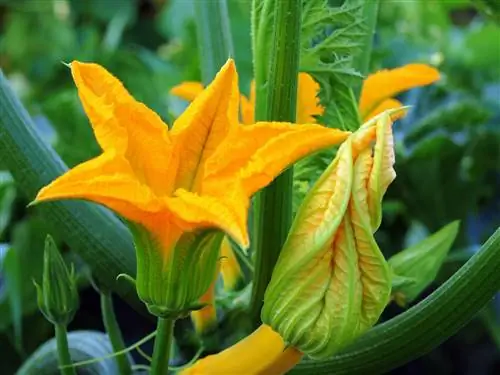 мексиканские-растения-сквош-цветы