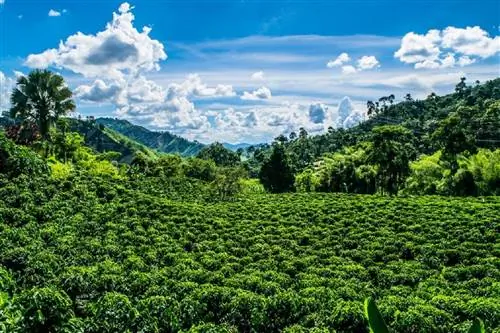 Mountain Thunder Kona Coffee на Гавайях