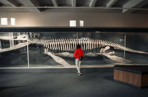 бостонские музеи