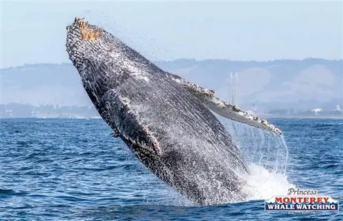 Принцесса Монтерей наблюдает за китами