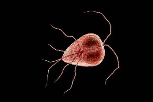 Giardia lamblia, также известная как Giardia кишечная.