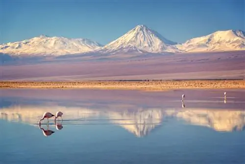 Лагуна Чакса и андские фламинго, Атакама Салар, Чили