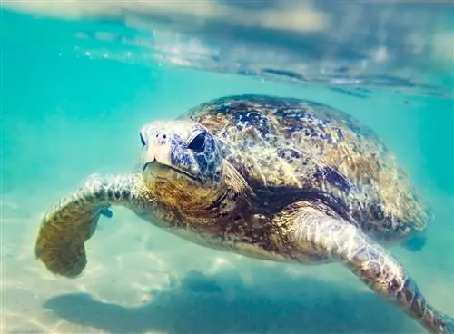 Морская черепаха под водой на пляже Хиккадува, Шри-Ланка