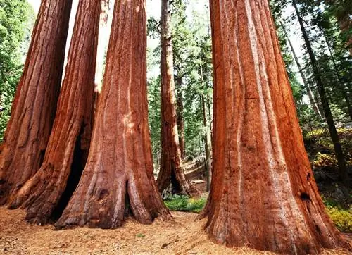 Mariposa Grove, деревья секвойи, Йосемити