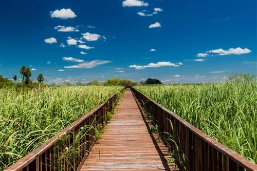 Дощатый настил над водно-болотными угодьями в заповеднике Эстерос-дель-Ибера, Аргентина