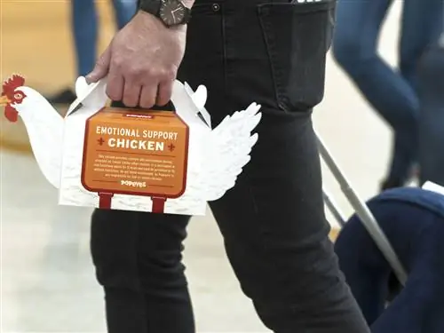 Popeyes продает «курицу эмоциональной поддержки» для стрессовых путешественников
