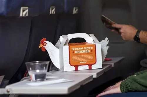 Цыпленок эмоциональной поддержки Popeyes