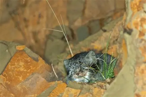Маленькие дикие кошки Маленькие дикие кошки