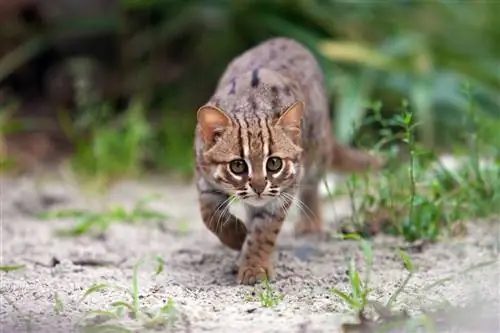 Кошка с ржавыми пятнами преследует свою добычу на природе Цейлона с поднятой передней лапой Кошка с ржавыми пятнами преследует свою добычу на природе Цейлона с поднятой передней лапой