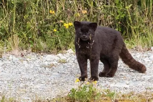 Маленькая дикая кошка Гвинея Маленькая дикая кошка Гвинея