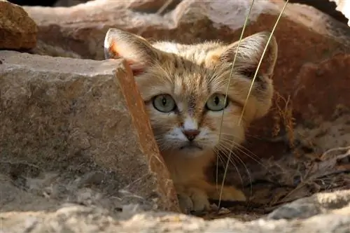 Маленькие дикие кошки Маленькие дикие кошки