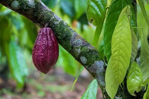 Стручок какао, растущий на дереве какао в Коста-Рике
