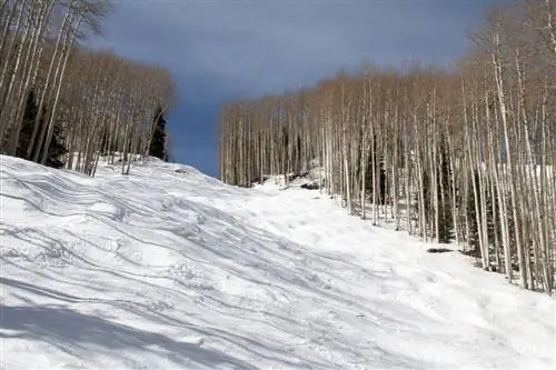 Ухабистая лыжная трасса в окружении голых осин на горнолыжном курорте Чистилище в Дуранго, Колорадо.