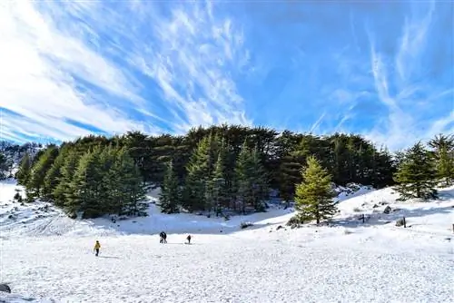 Зеленые деревья и снежная гора в кедрах природного лесного заповедника, Барук, Ливан