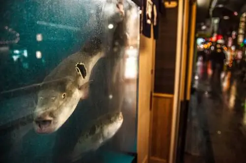 Ядовитый иглобрюх (фугу) смотрит из своего аквариума на улицы в центре города, Осака.
