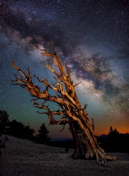 Изображение предоставлено Шейном Блэком