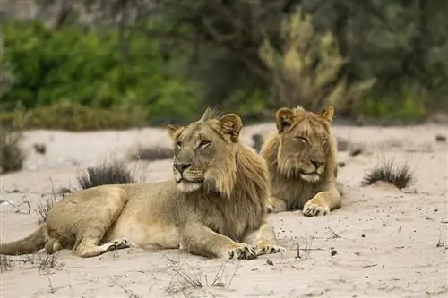 Два пустынных льва бродят по долине реки Хоаниб, Берег Скелетов.
