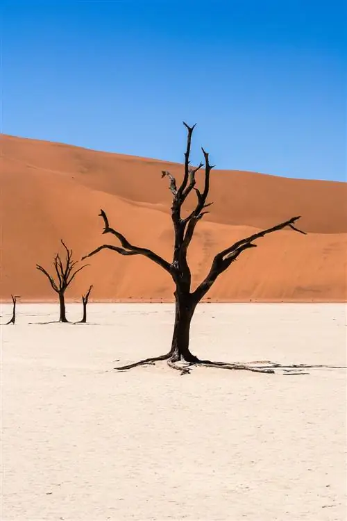 Окаменелое дерево из верблюжьей колючки в Dead Vlei, Sossusvlei.
