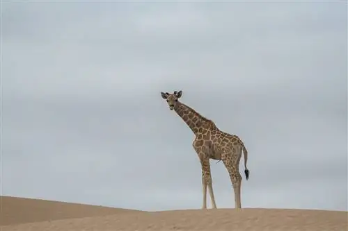 Молодой бык-жираф в долине реки Хоаниб