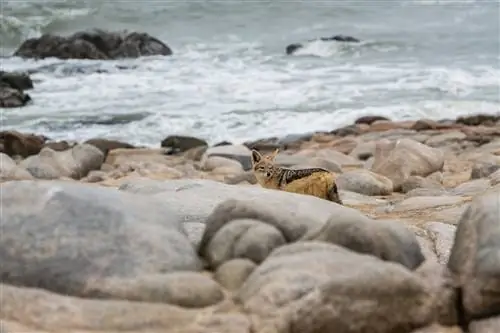 Черноспинный шакал ищет еду на Берегу Скелетов.