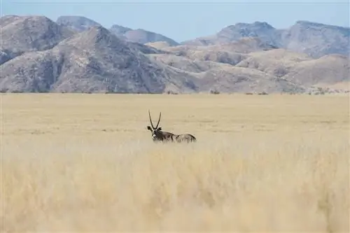 Одинокий орикс среди трав Каоковельда