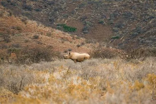 Редкий самец черного носорога в Дамараленде.