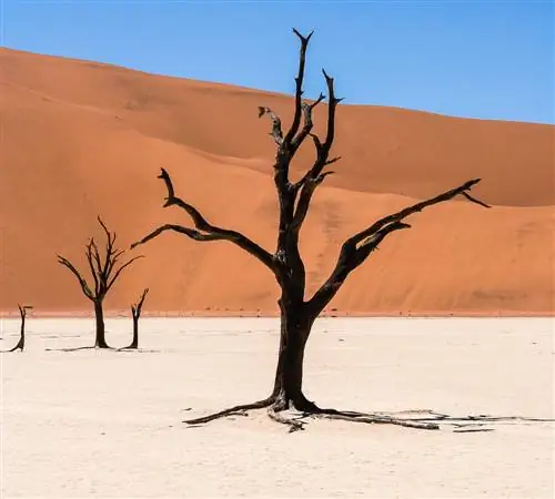 Я чувствую, что Намибия зовет меня обратно