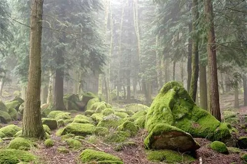 Скалы, покрытые зеленым мхом в лесу национального парка Пенеда-Гереш, к северу от Португалии