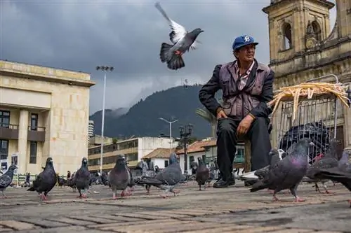 Уличный торговец на площади Боливара в Боготе