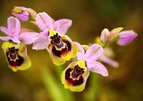 7 самых потрясающих садов орхидей в мире