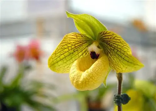 Орхидея Желтая женская туфелька