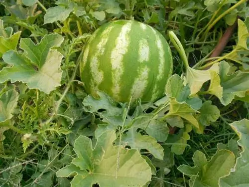 Арбуз все еще прикреплен к лозе.