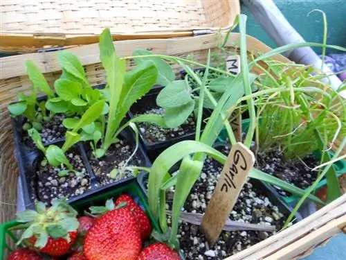 Прошлым летом я вырастил половину всего, что съел – вот как вы тоже можете это сделать