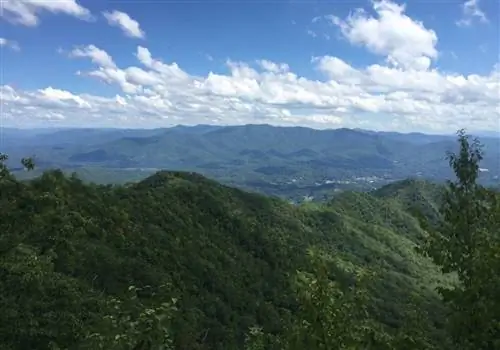 Одинокая сосна