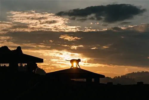 Обезьяна гуляет на закате в Сваямбунатх, Катманду.