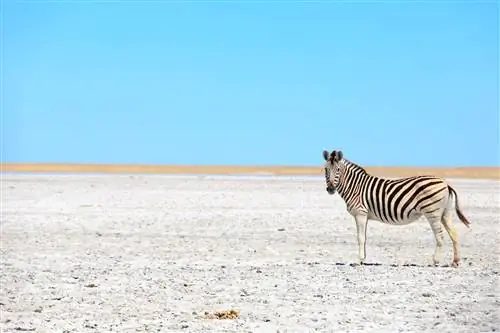 Зебры в Больших солончаках в Ботсване