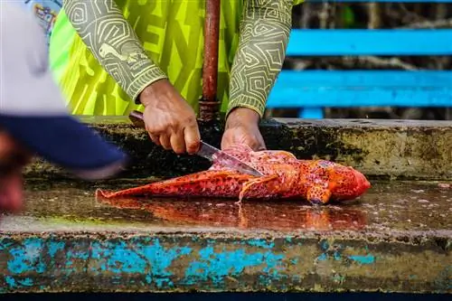 Разделка свежей рыбы на рынке в Пуэрто-Айоре, Галапагосские острова.