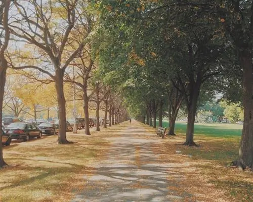 Midway Plaisance в Чикаго