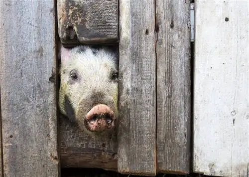 Так выглядит крестьянская жизнь в русской тайге