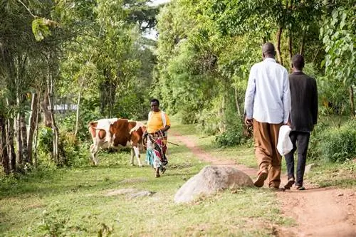 Кристин Нахумича пасет корову возле своего дома.