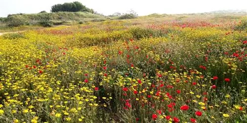 Центральный Израиль