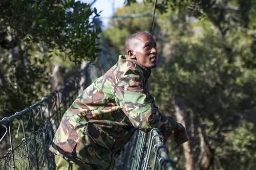 Пышный крон деревьев длиной 450 метров в лесу Нгаре Ндаре является главной достопримечательностью этого места. Однако перед тем, как перейти его, нас разбудили в нашей палатке в 7 утра. «Хочешь увидеть львов?» Очевидно, мы сделали. Мы запрыгнули в машину с нашим гидом Джаспертом (на фото здесь) и отправились на собственное частное сафари к семье из шести человек недалеко от нашего кемпинга. После того, как мы пристально посмотрели на нас в течение 15 минут, семья медленно пошла обратно в лес, и мы остались в нашем обычном трепете, увидев таких больших животных в дикой природе. Фото автора.