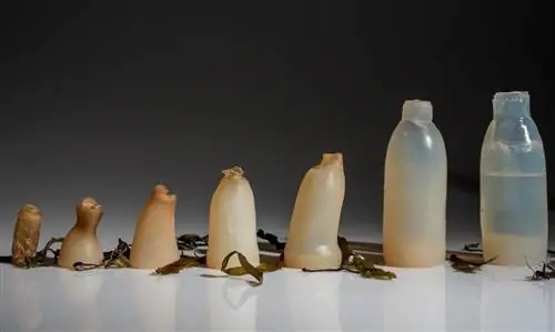 Водоросли-Вода-Бутылка-Ари-Йонссон-1020x610