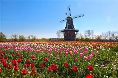 Голландия Мичиган