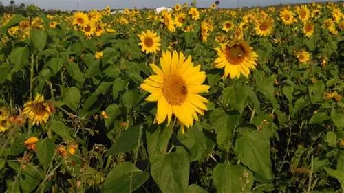 Поле подсолнечника