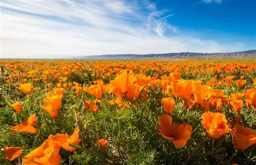 11 самых красивых цветочных полей в США