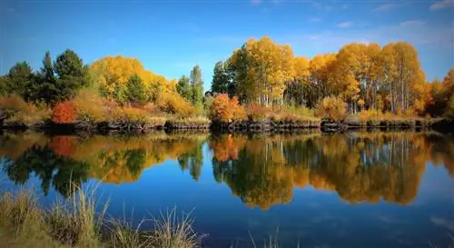 Осенние осины поворачивают к водопаду Диллон в Бенде, штат Орегон.
