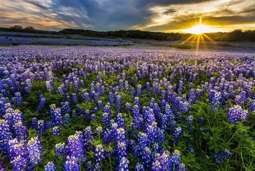Поле Texas Bluebonnet в зоне отдыха Mulesho Bend, Остин Поле Texas Bluebonnet в зоне отдыха Mulesho Bend, Остин