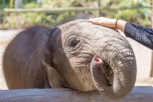 Слонятам исполнилось 8 месяцев в слоновьем лагере Чианграй.