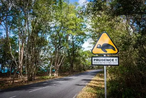 Осторожно на острове Мари Галанте, Гваделупа